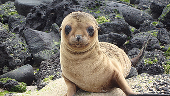 Sea lion eared seal, Cute animals , Galapagos Islands beauty, High-resolution HD wallpaper
