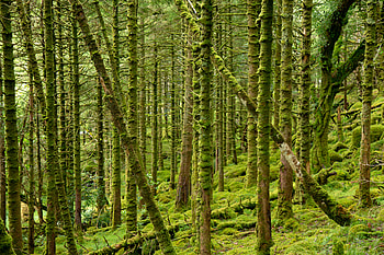 Nature, Trees, Forest, Branches, Moss HD wallpaper