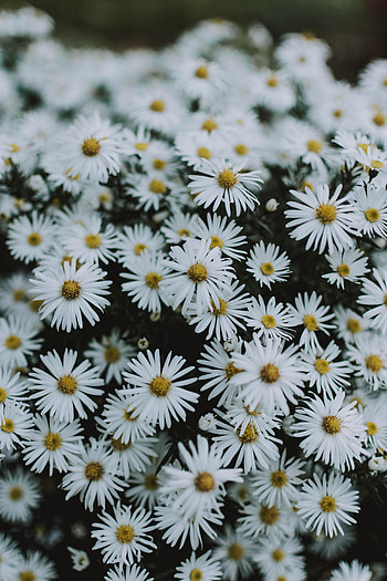 Meadow, wildflowers, white, beautiful HD phone wallpaper