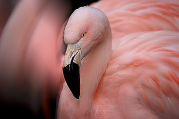 Flamingo, pink, pasari, bird, nature HD wallpaper