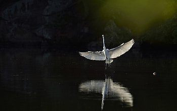 Heron Bird, birds HD wallpaper