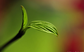 H A N D , two leaf HD wallpaper
