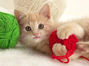 Animals, Kitty, Kitten, Muzzle, Clew HD wallpaper