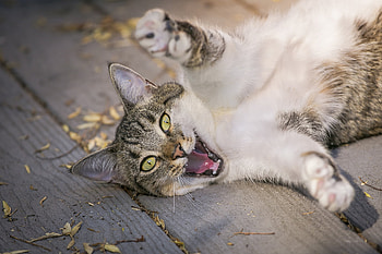 Animals, Cat, Cool, Playful, Paws HD wallpaper