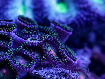 Sealife artworks, Underwater depth, Psychedelic coral, Oceanic marvels HD wallpaper