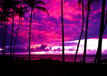 Hawaii purple clouds, palms, purple, reflection, hawaii, clouds, sky, water, ocean HD wallpaper