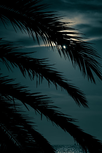 Sunset, Leaves, Night, Dark, Palm, Branch HD phone wallpaper