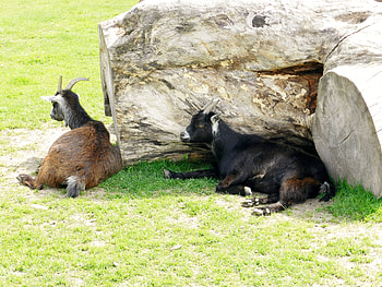 Escaping The Sun, Animals, graphy, Grass, Logs, Goats, Sunshine HD wallpaper