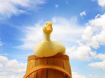 Birds_Duckling, blue, white, birds, duck, animals, sky HD wallpaper