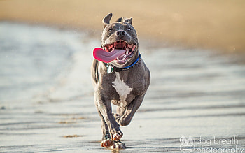 Animals, Protruding Tongue, Tongue Stuck Out, Run Away, Run, Pit Bull Terrier, Pitbull Terrier HD wallpaper