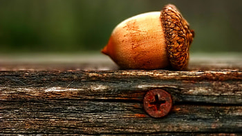 Shared acorn , Samantha Johnson's collection, Impressive ry, Diverse selection HD wallpaper