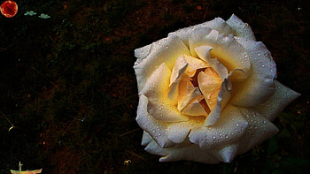 alone again, rose, piano blue, october, flower, garden, guitar braun, gilbert HD wallpaper