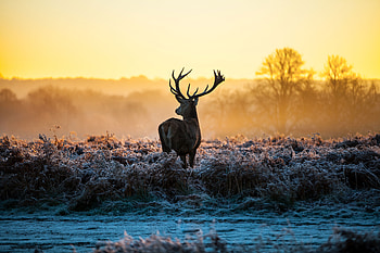 Deer Forest Nature , deer, forest, nature, sunset HD wallpaper