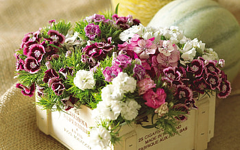 Flowers, Grass, Carnations, Multicolored, Bouquet, Box HD wallpaper