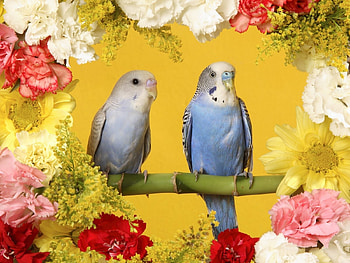 Animals, Flowers, Birds, Parrots HD wallpaper