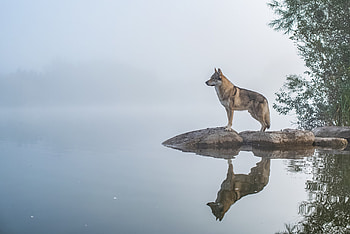Wolf, dog, dogs, wolves, animals HD wallpaper