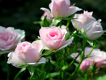 Blooming Roses, pink, roses, petals, nature, flowers, bloom HD wallpaper