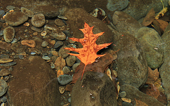 Nature, Water, Stones, Autumn, Transparent, Sheet, Leaf HD wallpaper