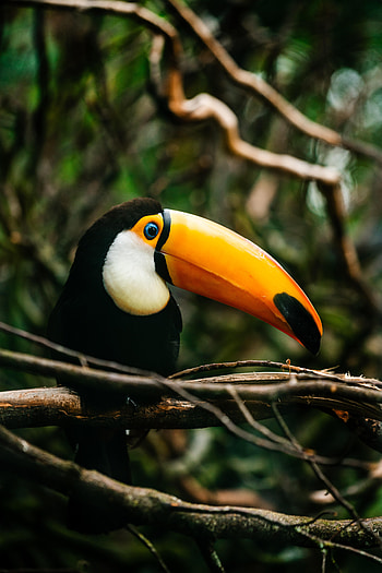 Animals, Bright, Bird, Beak, Branch, Toucan HD phone wallpaper