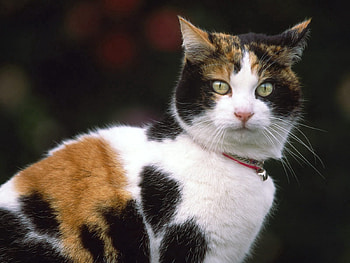 Animals, Cat, Muzzle, Spotted, Spotty, Collar HD wallpaper