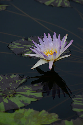 Flowers, Water, Flower, Bloom, Flowering, Water Lily, Basin HD phone wallpaper