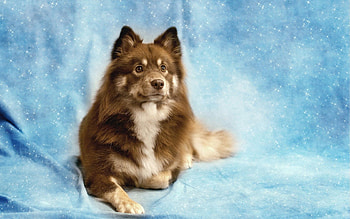 Animals, Shine, Dog, Brilliance, Sight, Opinion, Friend HD wallpaper