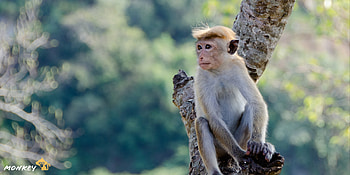 Monkey, , animal graphy, monkey lovers HD wallpaper