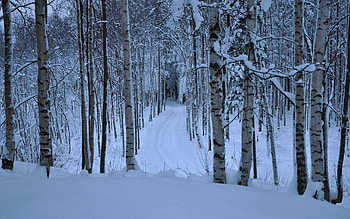 Winter birch forest, Birch tree, Nature, Cold HD wallpaper