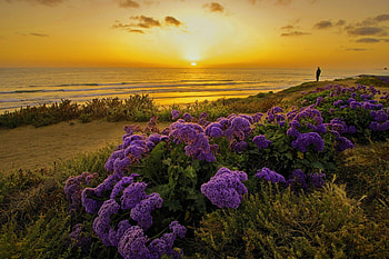 Coastal Flowers At Sunset, sea, dunes, coast, beautiful, beach, purple, waves, yellow, flowers, sky, California, sunset HD wallpaper