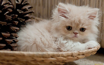 Animals, Cats HD wallpaper