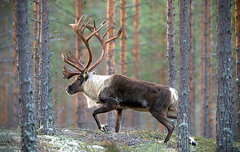 Caribou , Visual treat, Animal beauty, Nature's wonder HD wallpaper