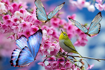 morpho butterflies, schmetterlinge, natur, butterflies, flowers HD wallpaper