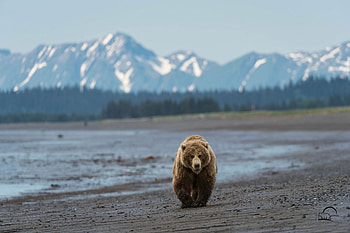 Alaska travels, Bear on the beach, Mountain scenery HD wallpaper