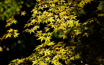 Tree maple leaves, Foliage canopy, Greenery, Play of light and shadow HD wallpaper