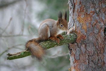 Animals, Squirrel, Forest, Branch, Bark HD wallpaper