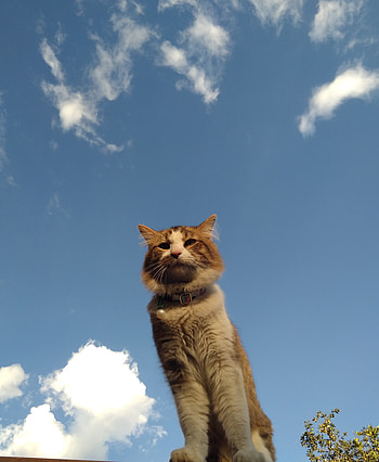 Gatito, cloud, sky HD phone wallpaper