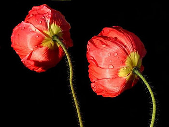 poppy, wet, flower, red, together HD wallpaper