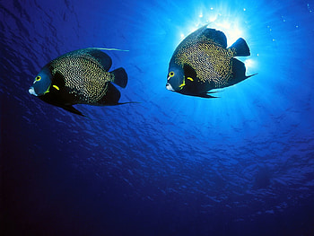 Animals, Sea, Fishes HD wallpaper