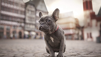 French Bulldog, Urban dog, City explorer, Lovable companion HD wallpaper