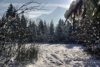 Winter, Nature, Trees, Snow, Forest HD wallpaper