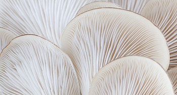 Oyster mushrooms, Plant based ingredients, Market growth, Food matters live HD wallpaper