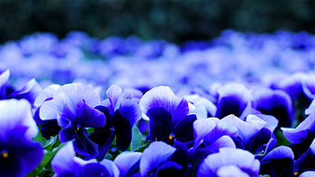 Flowers, Pansies, Petals, Viola, Viol HD wallpaper