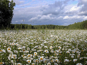 Field of Flowers, nature, flowers, field HD wallpaper