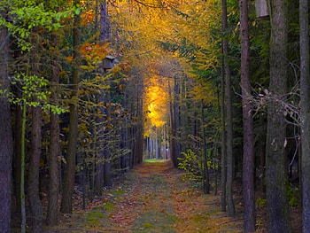 Path in Trees, trees, beautiful, , path HD wallpaper