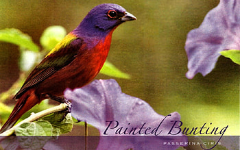 Painted Bunting 1, animal, wide screen, wildlife, bird, graphy, painted bunting, , avian HD wallpaper