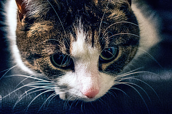 Animals, Cat, Muzzle, Striped, Sight, Opinion HD wallpaper