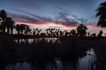 Grass, Twilight, Palms, Lake, Dark, Dusk HD wallpaper