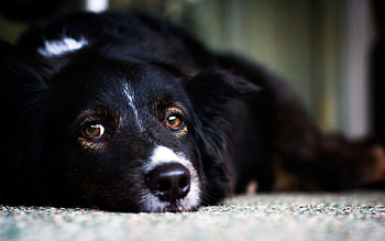 Animals, Dog, Muzzle, Sadness, Sorrow, Waiting, Expectation HD wallpaper