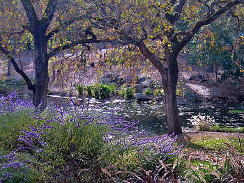 Shimmering water, water, forest HD wallpaper