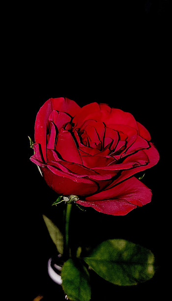 Rose, red, dark, flower HD phone wallpaper